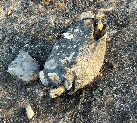 anima-save-the-hood-xelona7