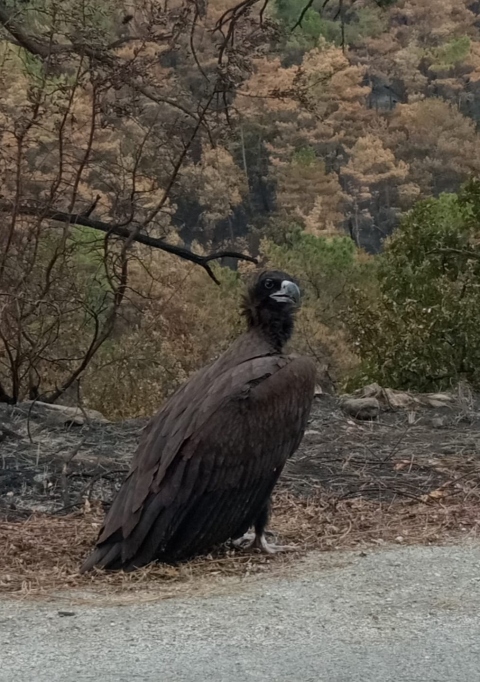 Τι θα απογίνουν οι μαυρόγυπες του Δάσους της Δαδιάς;
