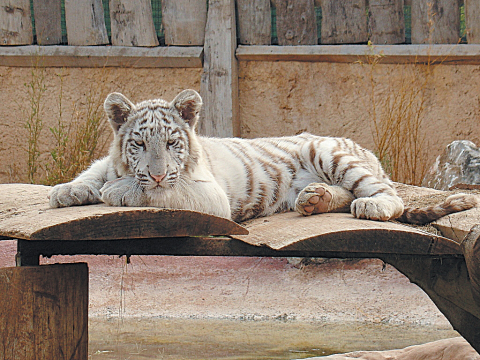 Θηλυκή τίγρης στο Aττικό Zωολογικό Πάρκο.