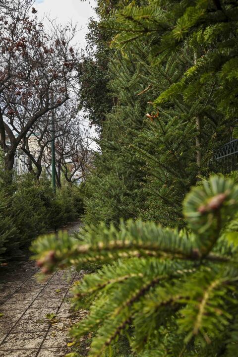 Έλατα στο Πεδίον του Άρεως