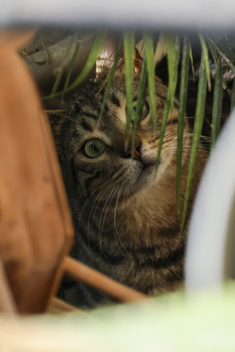 Σπίτι στην Νέα Σμύρνη