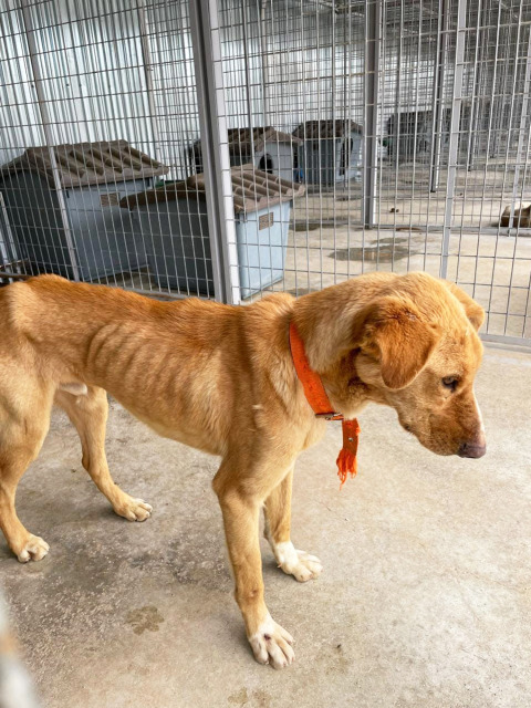 2022, Κυνοκομείο Σπάρτης