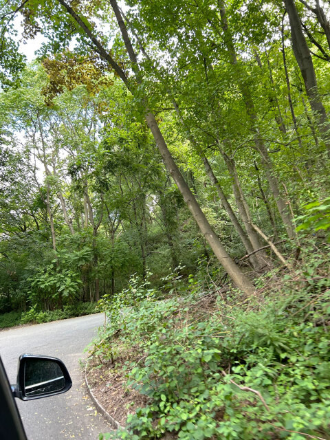 Ανεβαίνοντας μέσα από το ήσυχο δάσος του Grunewald, δύσκολα φαντάζεσαι ότι κάτω από τα δέντρα του Teufelsberg κρύβονται τα ερείπια ολόκληρου του Βερολίνου