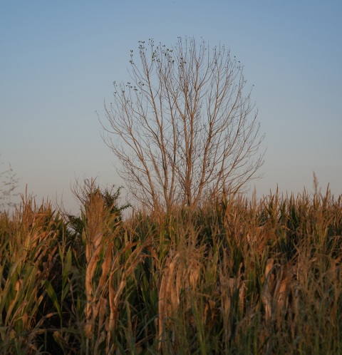 Φωτογραφικό πρότζεκτ «Η Λίμνη» της Υπατίας Κορνάρου
