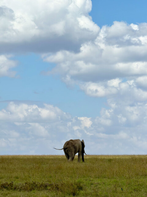 Ελέφαντας στο Ολ Πεχέτα