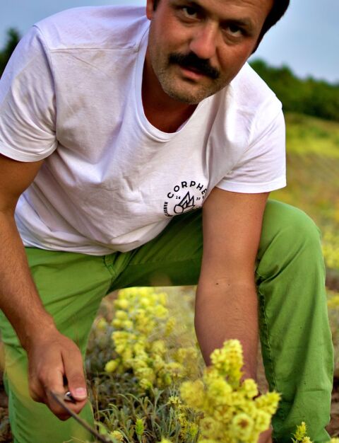 Παραγωγός τσαγιού