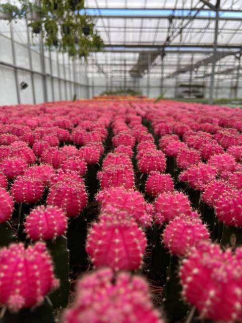 Φυτώριο κάκτων