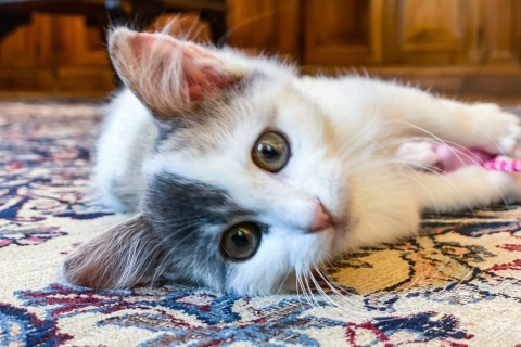 Η Καλυψώ, η γάτα της Κατερίνας Σακελλαροπουλου