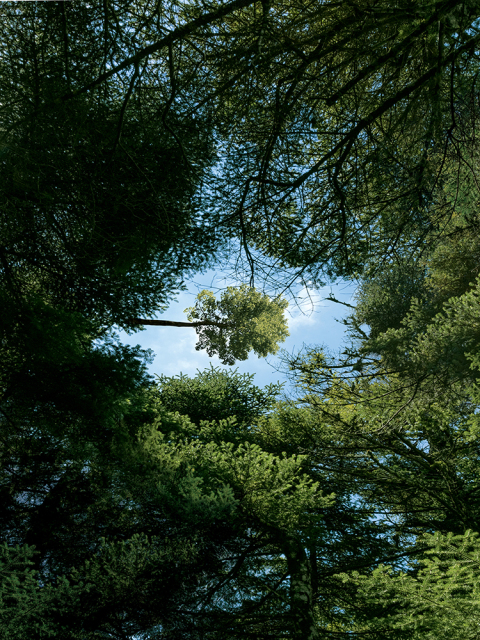 «Vodafone Smart Forest», το πρώτο ελληνικό έξυπνο δάσος στην Πάρνηθα