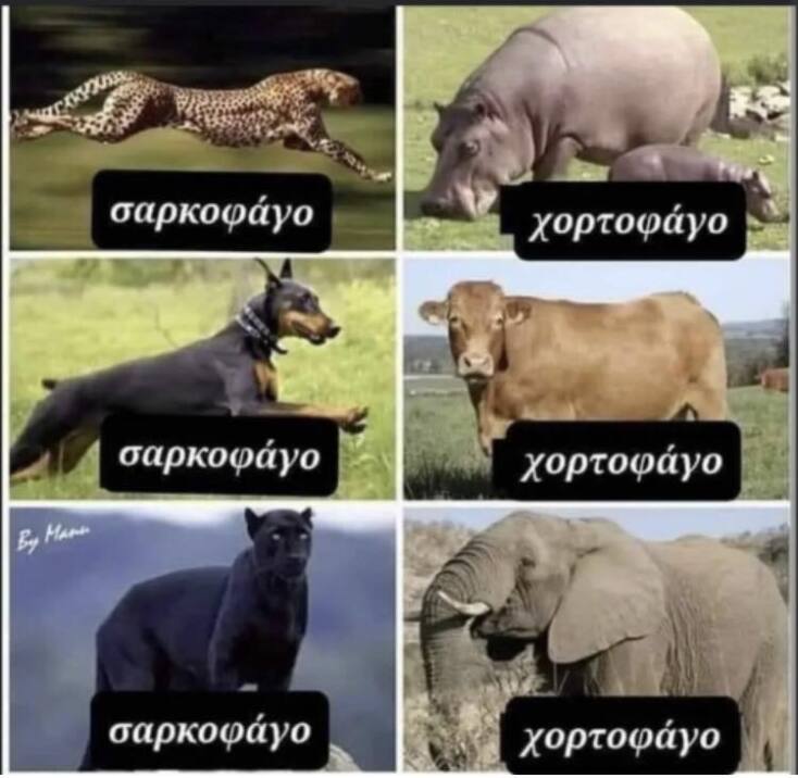 Αστεία memes, ατάκες, YOLO βίντεο, viral, αστεία video στο TikTok που ανέβηκαν στο διαδίκτυο και μας έκαναν να γελάσουμε.