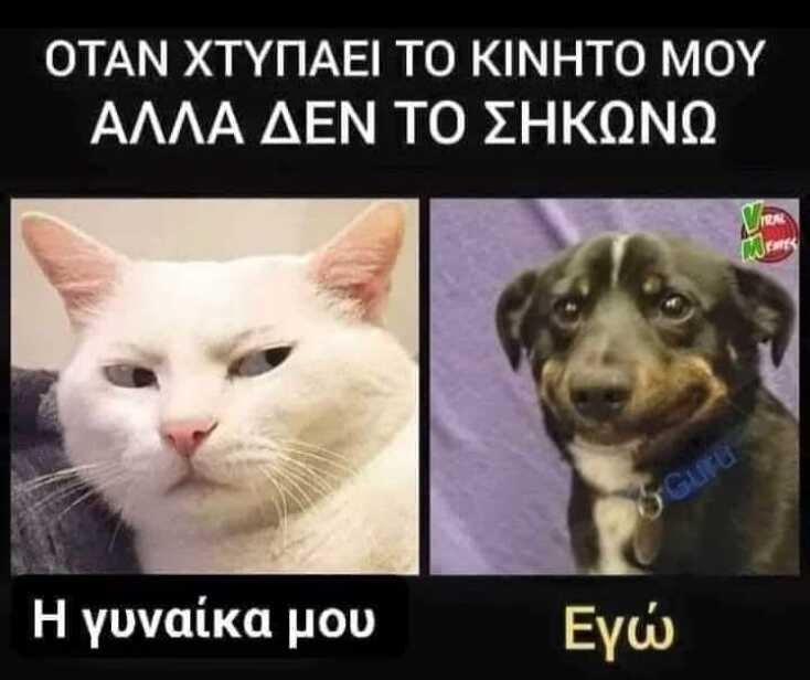 Αστεία memes, ατάκες, YOLO βίντεο, viral, αστεία video στο TikTok που ανέβηκαν στο διαδίκτυο και μας έκαναν να γελάσουμε.