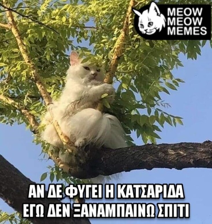 Αστεία memes, ατάκες, YOLO βίντεο, viral, αστεία video στο TikTok που ανέβηκαν στο διαδίκτυο και μας έκαναν να γελάσουμε.