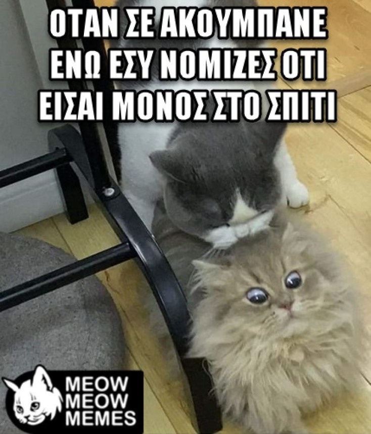 Αστεία memes, ατάκες, YOLO βίντεο, viral, αστεία video στο TikTok που ανέβηκαν στο διαδίκτυο και μας έκαναν να γελάσουμε.