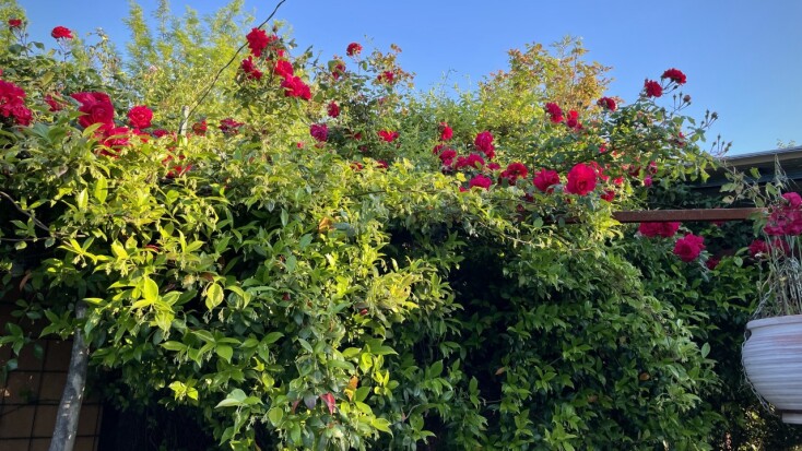 Ozi Donga - Ο Τρελός Αυστραλός