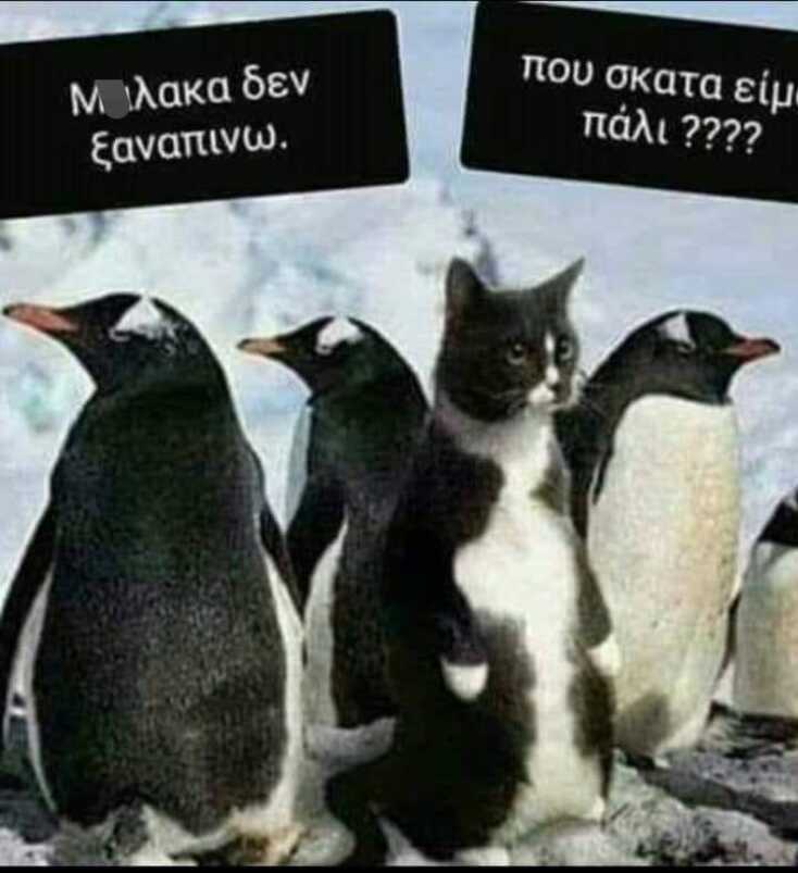 Αστεία memes, ατάκες, YOLO βίντεο, viral, αστεία video στο TikTok που ανέβηκαν στο διαδίκτυο και μας έκαναν να γελάσουμε.