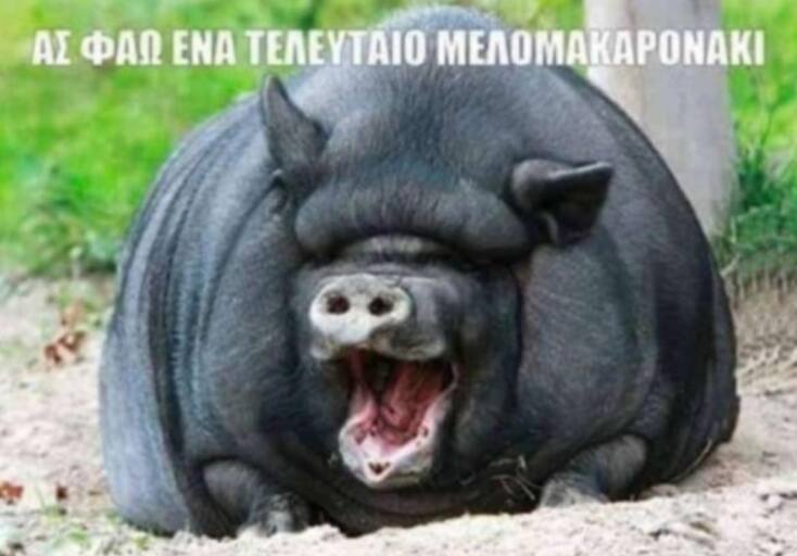 Αστεία memes, ατάκες, YOLO βίντεο, viral, αστεία video στο TikTok που ανέβηκαν στο διαδίκτυο και μας έκαναν να γελάσουμε.