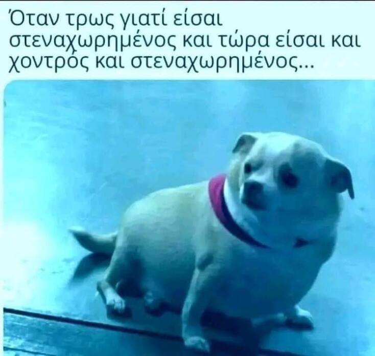 Αστεία memes, ατάκες, YOLO βίντεο, viral, αστεία video στο TikTok που ανέβηκαν στο διαδίκτυο και μας έκαναν να γελάσουμε.