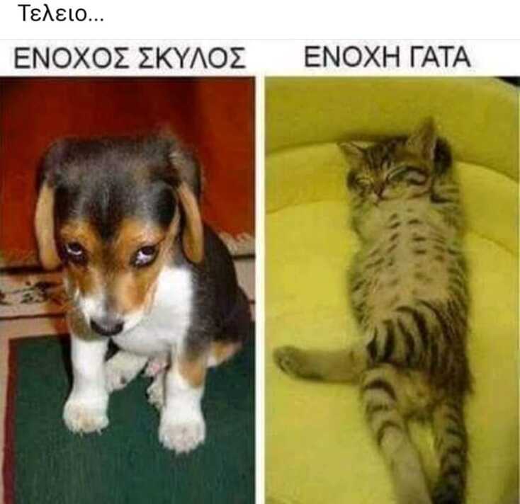 Αστεία memes, ατάκες, YOLO βίντεο, viral, αστεία video στο TikTok που ανέβηκαν στο διαδίκτυο και μας έκαναν να γελάσουμε.