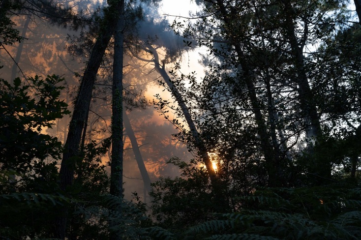 Φωτιά σε δάσος στη Γαλλία
