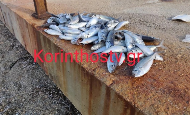 Νεκρά ψάρια στην παραλία στον Άσσο