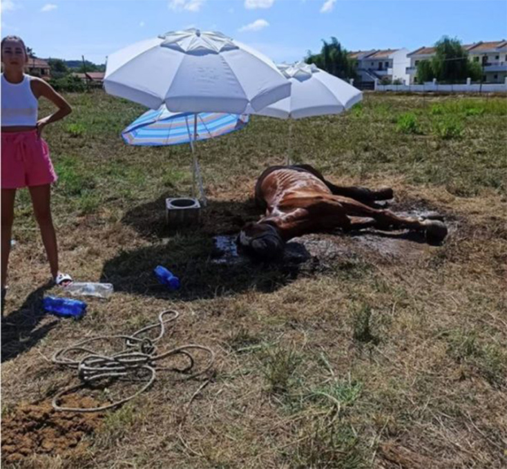 Νεκρό άλογο που το άφησαν χωρίς τροφή και νερό στην Κέρκυρα