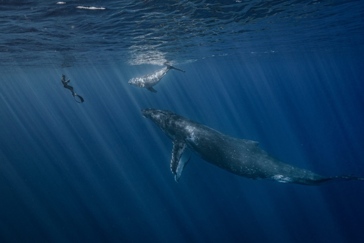 Ocean Photographer of the Year: Ο φωτογραφικός διαγωνισμός που αποτυπώνει την ομορφιά του ωκεανού και τις απειλές που αντιμετωπίζει ανακοίνωσε τους νικητές του. 