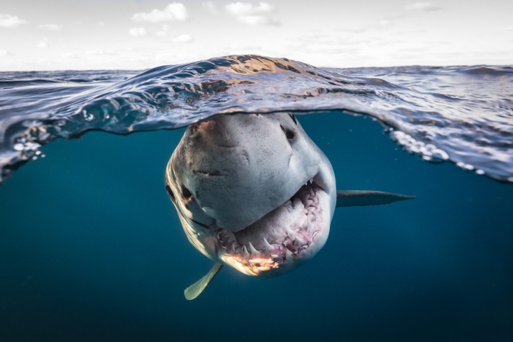 Ocean Photographer of the Year: Ο φωτογραφικός διαγωνισμός που αποτυπώνει την ομορφιά του ωκεανού και τις απειλές που αντιμετωπίζει ανακοίνωσε τους νικητές του. 