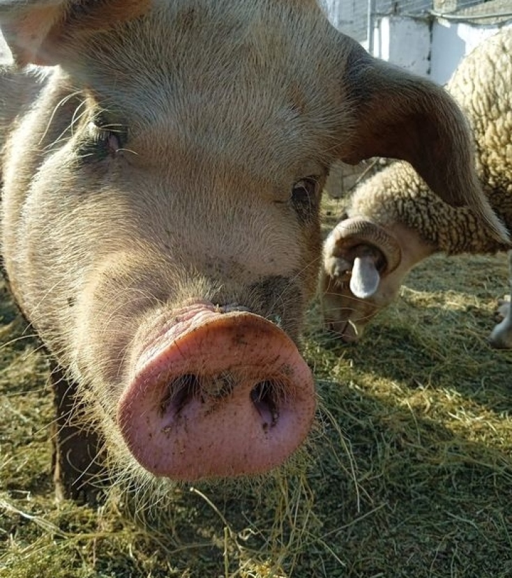Στη Μέριλιν, τη σταρ του κτήματος, αρέσουν οι πόζες
