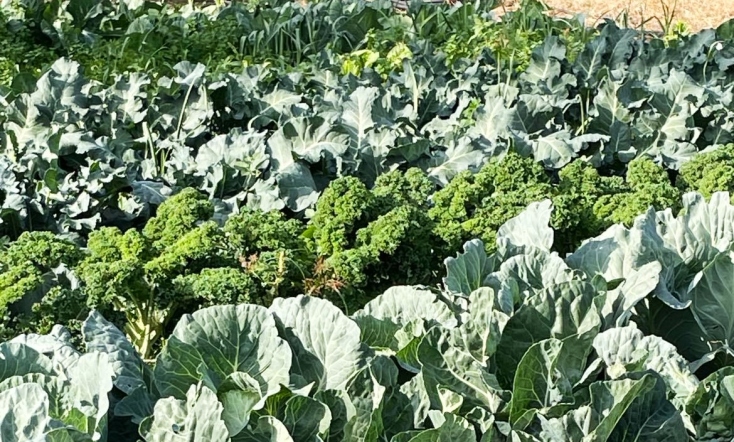 Μπρόκολα, λαχανίδες, πράσα, μαρούλια, η χειμερινή παραγωγή