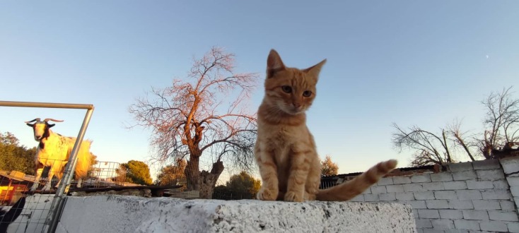 Ένα από τα πολλά γατάκια του κτήματος, και στο βάθος αριστερά η Κατερίνα