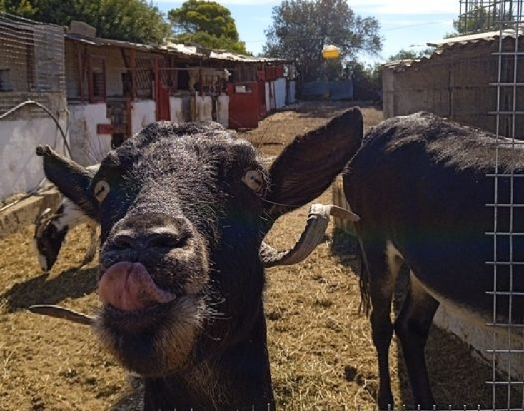Γούπι, η αρχηγός