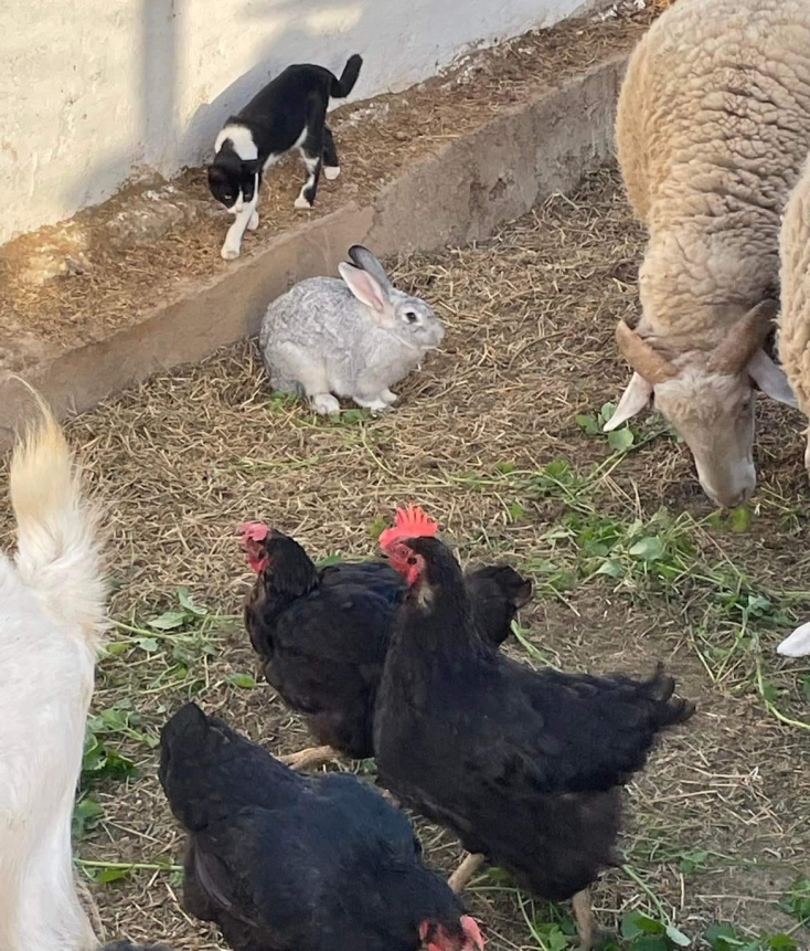 Και ένα κουνέλι μόνο του, που κάνει παρέα με τα πρόβατα και τα άλλα ζώα