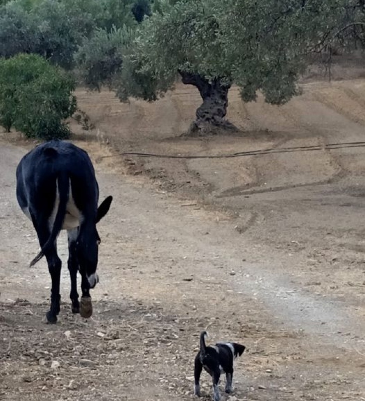 Η Λευκή με τον Χόρχε,  το νέο μέλος της οικογένειας που μάζεψαν η Βίκυ και η Μαργαρίτα από τον δρόμο, κάνουν βόλτα στο κτήμα