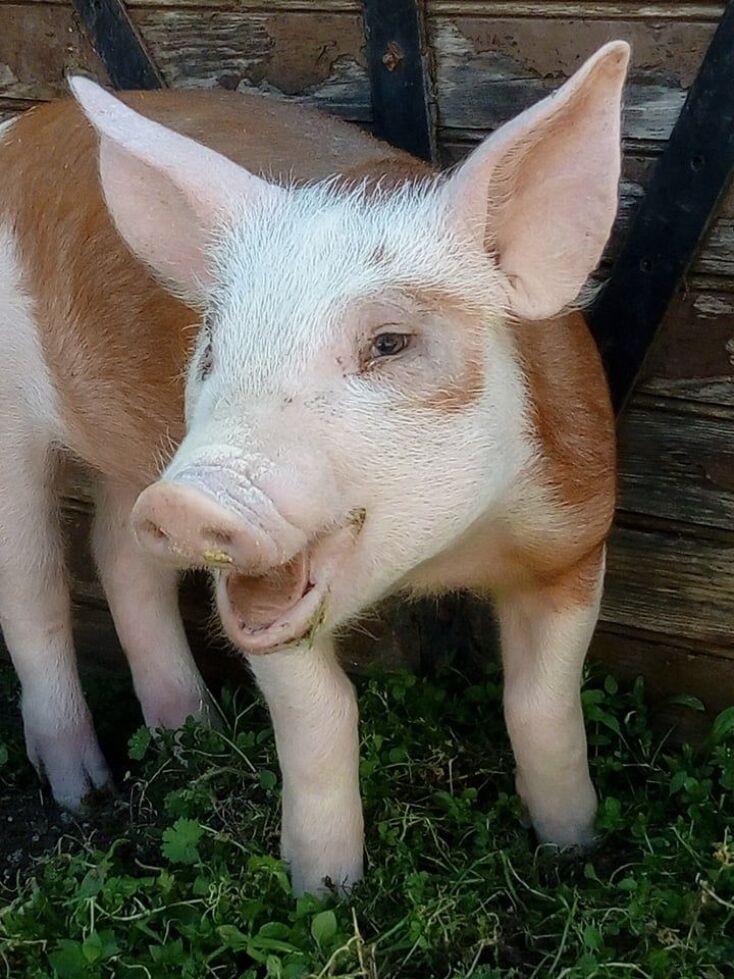 Η Μέριλιν όταν ήταν 4 μηνών ήταν 20 κιλά, τώρα είναι 200