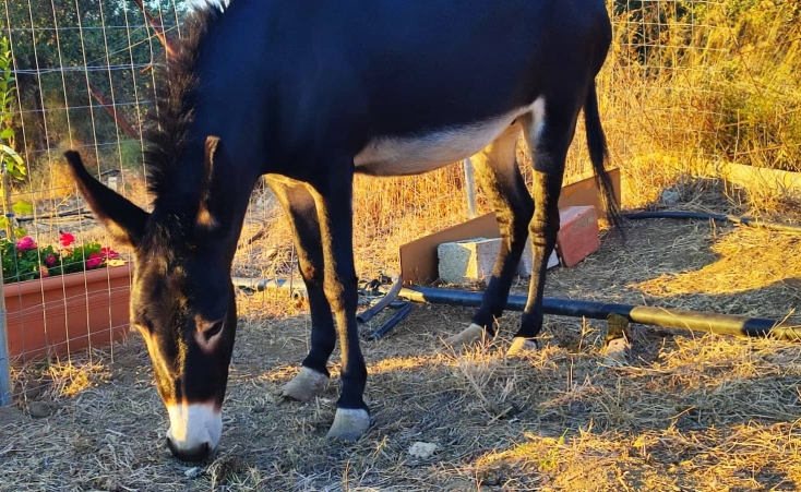 Η Λευκή, μια πανέμορφη, τρυφερή γαϊδουρίνα