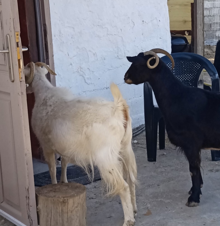 Η Τζέιν και η Γούπι κοιτούν περίεργες τι γίνεται μέσα στο σπίτι