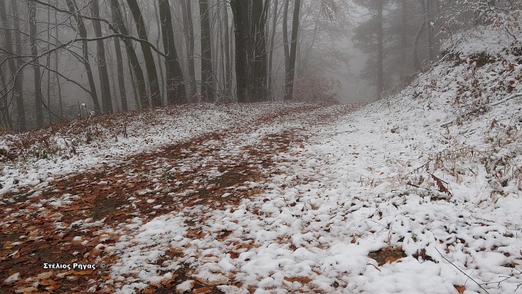 Στα λευκά ντύθηκαν οι ορεινές περιοχές της Χαλκιδικής – Πλήρως καλυμμένος από το χιόνι ο Χολομώντας, στα 650 μέτρα υψόμετρο. 