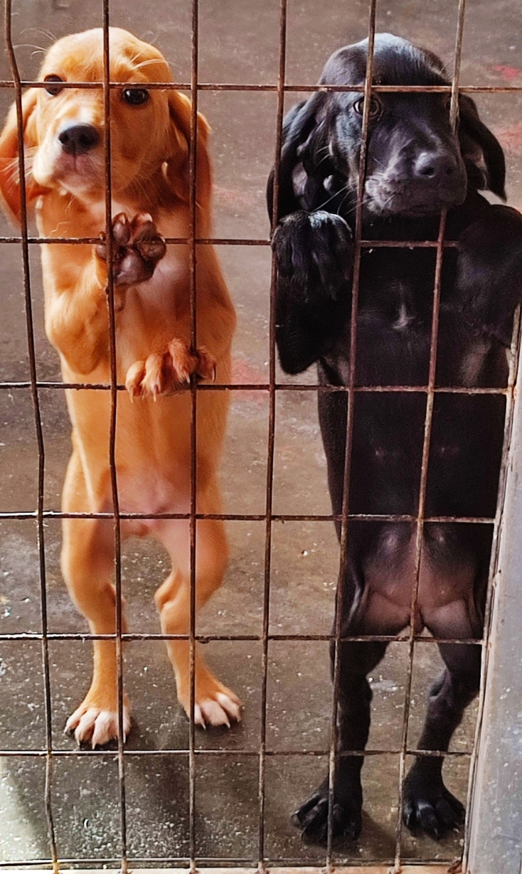 Δύο αξιολάτρευτα κουτάβια για υιοθεσία, που ήρθαν πριν λίγο καιρό στο ΚΑΖ