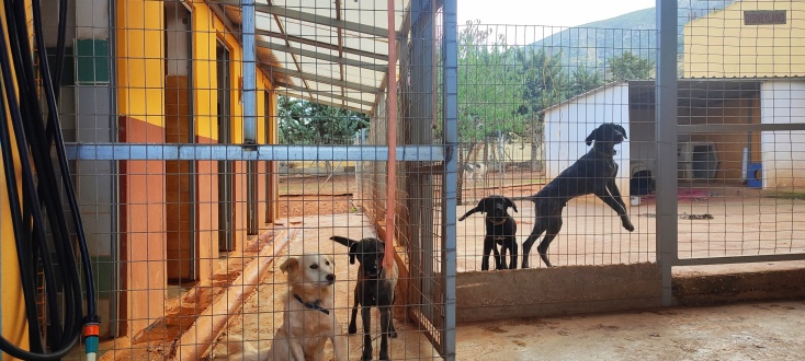 Κι άλλα πρώην αδεσποτάκια στο φιλόξενο ΚΑζ, αριστερά τα μικρόσωμα, δεξιά νεαρής ηλικίας, περιμένουν να υιοθετηθούν