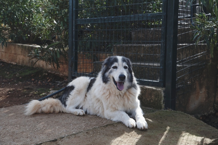 Ο Καστιέλ είναι ο Σον Κόνερι από τα γεροντάκια του ΚΑΖ, 12 plus χρονών