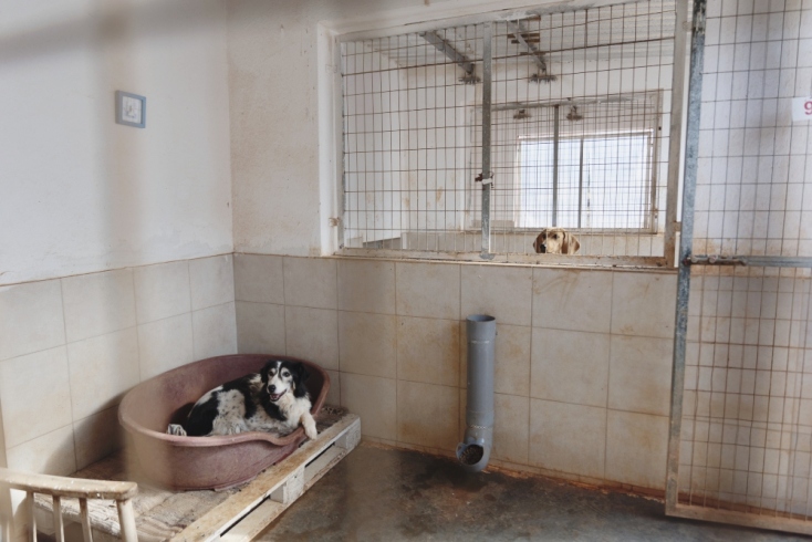 ΚΑΖ Ο Τόνι έχει μπει μέσα να ξεκουραστεί, είναι ο πιο παλιός τους, από το 2007.