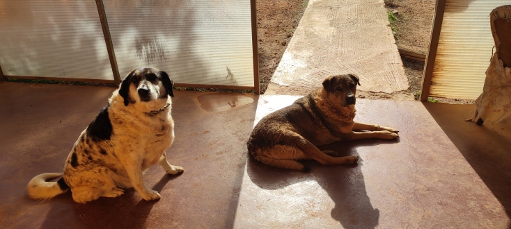 ΚΑΖ: Ψάχνουν για σπίτι! 