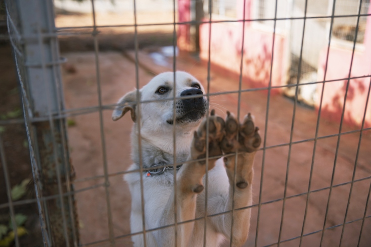 Ο Όλυμπος ψάχνει σπίτι. Θα διαβάσετε την ιστορία του στο τέλος.