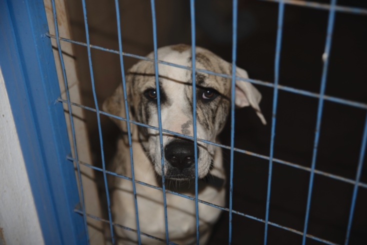 Ο Μπουένο κάνει την εκπαίσευσή του και είναι έτοιμος να υιοθετηθεί