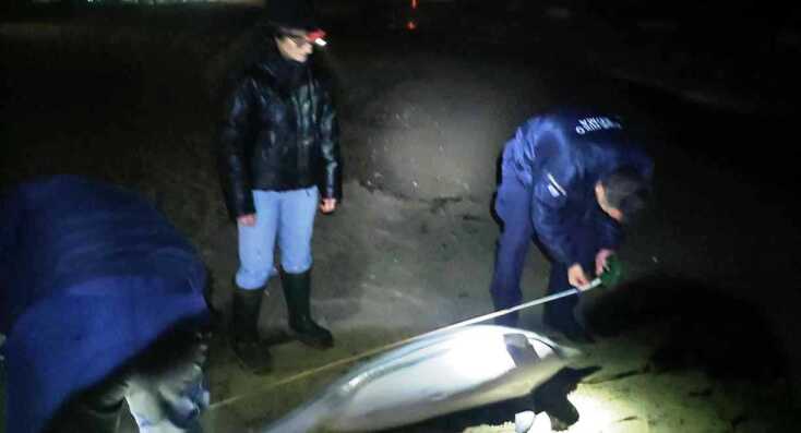 Πιθανό το δελφίνι που εκβράστηκε νεκρό σε παραλία στην Καβάλα να ήταν άρρωστο
