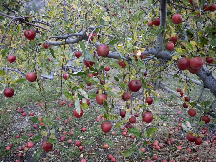 Χρήστος Δικαιάκος, Ελβετική ποικιλία Arlets, 2011, από τη σειρά Nature Morte (2011-2013) Χρήστος Δικαιάκος, Ελβετική ποικιλία Arlets, 2011, από τη σειρά Nature Morte (2011-2013)