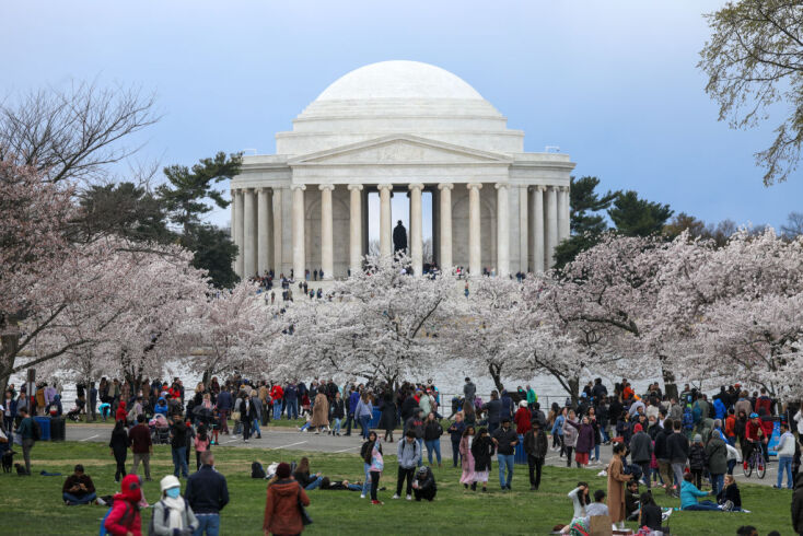 DC’s cherry blossoms coming early due to confusing weather
