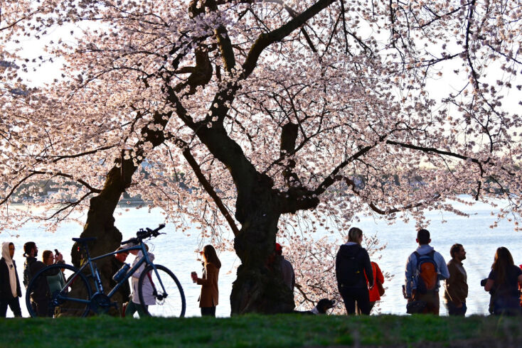 DC’s cherry blossoms coming early due to confusing weather