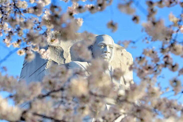 DC’s cherry blossoms coming early due to confusing weather