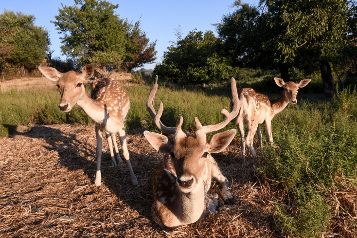 Πρέπει να ληφθούν άμεσα μέτρα γιατί εγκαταλείπονται οι περιοχές 